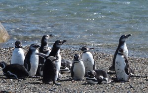 白黒模様のはっきりしない個体は若鳥のマゼランペンギン
